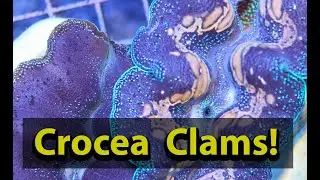 Crocea Clams