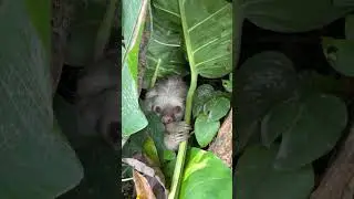 🦥Biologist Jose Uncovers Hidden Sloth Debbie's Secrets!