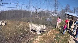 National Tiger Sanctuary 03.09.2013 (13)