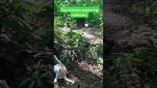 Two kittens exploring outdoors.#shorts