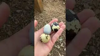 Старое видео! Эти перепела плохо несутся зимой из-за недостатка дневного света! #перепела #перепел