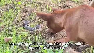 Chú chó phát hiện ra con rắn trong vườn 