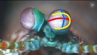 Looking Good - How Mantis Shrimp Maximise Polarisation - Study by University of Bristol