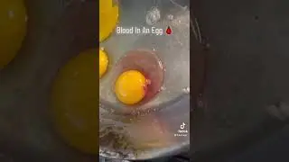 Have you seen blood in an egg??