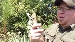 Forager's Find 1: Yucca - Plant ID