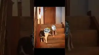 Dog vs cat funny fight #dog #nirajjiedits #cat #funny #dogcat #catdog #slap #fighting #catdog#shorts
