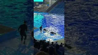 Orcas at Seaworld San Antonio Texas
