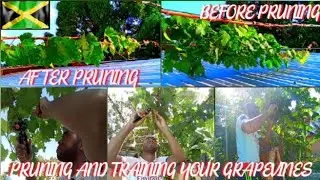 Pruning and Training Your Grapevine 🍇 🇯🇲