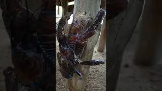 Discovering Giants: The Enchanting World of Coconut Crabs 🦀✨