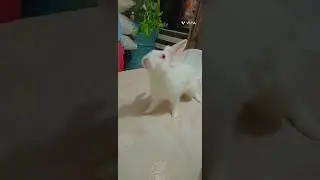 khargosh ka  stand .rabbit stand#niteshprasad4251#Mh43vlogs#shorts #rabbit #animals #stand