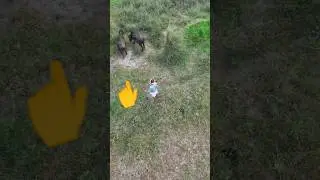 Drone prank animals funny shots video 🐎 @Axomorbuku #fannyvideo #shorts #viralreels #droneshorts