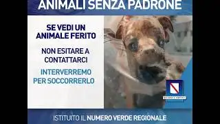 Campania, parte il numero verde per il pronto soccorso degli animali senza padrone