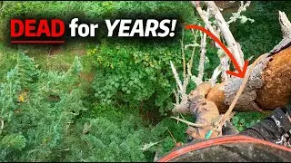 SKETCHY.  How to Climb & Remove a DEAD Tree!
