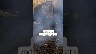 #shorts #2 #barnowl #nestlings #hatched #floridacam2 #live #owls motticharter #chartergroup