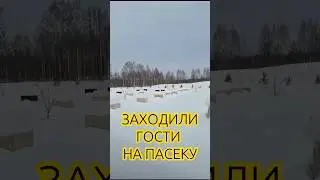 ПРИШЕЛ НА ПАСЕКУ С ПРОВЕРКОЙ, А ТУТ&hellip;