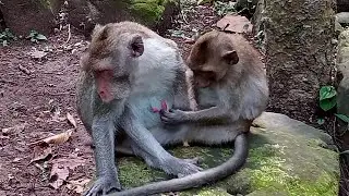 Big baby Jonna stealing milk mommy Jane, Lovely Jane's family monkey