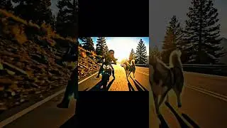 Dog Blocks a Man on a Mountain Road 🐶🏍️ | Seconds Later&hellip; a Landslide Hits 💥