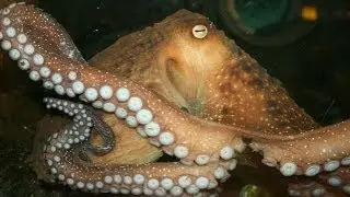 Life of an Octopus