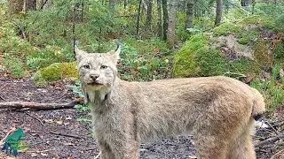 Ethereal footage of a mystical forest dweller