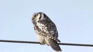 Northern Hawk-Owl - Chouette &eacute;pervi&egrave;re - Sperbereule - Surnia ulula - Hiirip&ouml;ll&ouml;
