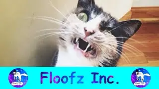 HYSTERICAL CATS SNEEZING!