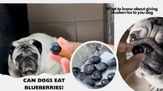 Can dogs eat blueberries? #pug #dog #video #doghealth 