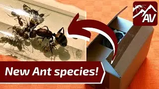 First Ant Unboxing - New Camponotus Ants from Asia!