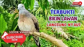 Perkutut Lokal Gacor Suara Besar Pancingan Burung Perkutut Agar Cepat Bunyi.