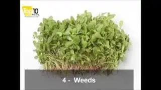 Top 10 Foods Of The Future