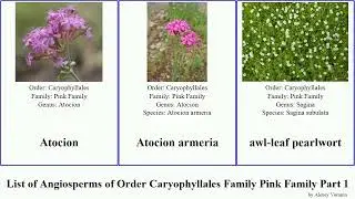 List of Angiosperms of Order Caryophyllales Family Pink Family Part 1 arenaria chickweed pearlwort