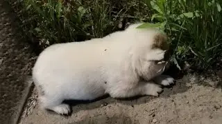 The small dog cried himself to sleep in the cold without help.