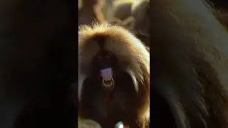 🐵 1 мальчик 🆚 Отряд обезьян‼️