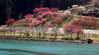 信州の里山に春の訪れ・4K撮影
