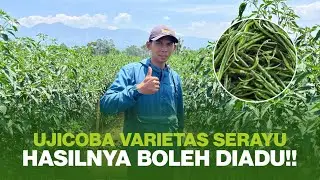 PETANI TERNIAT!! COBA-COBA CABE SERAYU HASILNYA BIKIN CANDU!!