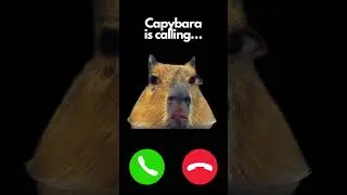 Capybara is calling&hellip; #Capybara #baby #toddler #funny #answer #sus #water #eyes