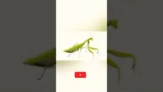 Praying mantis|| The killer of Insect Kingdom|| Entomology #shorts