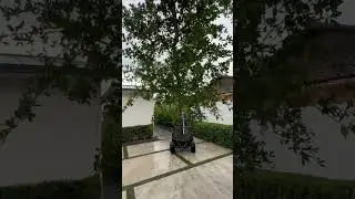 Installing Live oak trees&hellip; manually by dolly