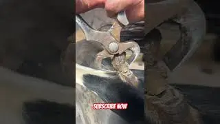 Horse in desperate need of a chestnut trim ! #satisfying #farrier #asmr #horse