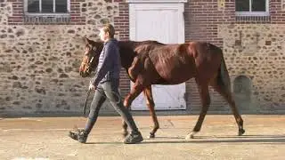 2025 Vente d'Elevage - Lot 684 - c. N(RAVEN'S PASS x INDIVA)