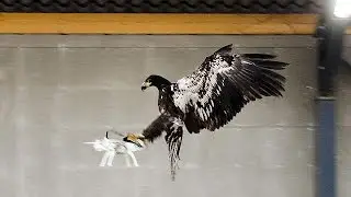 Des aigles pr&eacute;dateurs de drones aux Pays-Bas