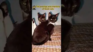 The prestige and charisma of black cats #catlife #cats #cat #animallife #kitten #cute #catshorts