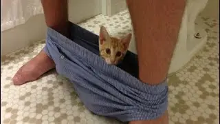 Funny pets compilation #3 |Funny pets videos | funny cat videos | Plenty pets