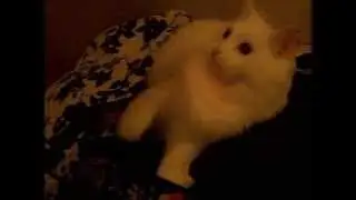 I feel good - cat version ;D