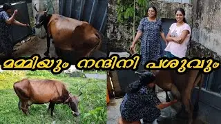 മമ്മിയും നന്ദിനി പശുവും 😍❤️ | ഞങ്ങളുടെ സ്വന്തം നന്ദിനിമോൾ ❤️