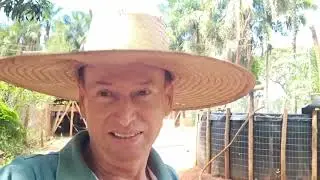 Nossas mudas de capim Açu está quase no ponto para plantar / a nossa lavoura começou a nascer..