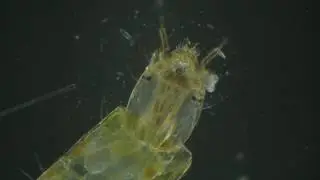 Insect Larvae Chironomidae