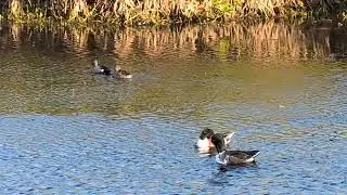 Northern Shovelers have Spatulate Bills, Blue Winged Teal Ducks, Glossy Ibis & Birding for Hours! 