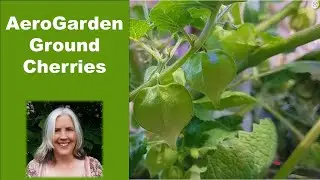 Growing Ground Cherries in an AeroGarden Bounty   66 Days from Seed to Harvest