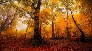 Autumn season - Cinematic short film - Nature B-roll