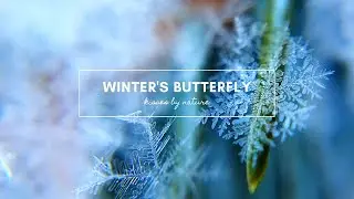 Winter's Butterfly! Kisses by Nature, First snow, calmness! Nature's kiss! Snowflakes! Meditation!